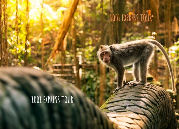 Ubud Monkey Forest